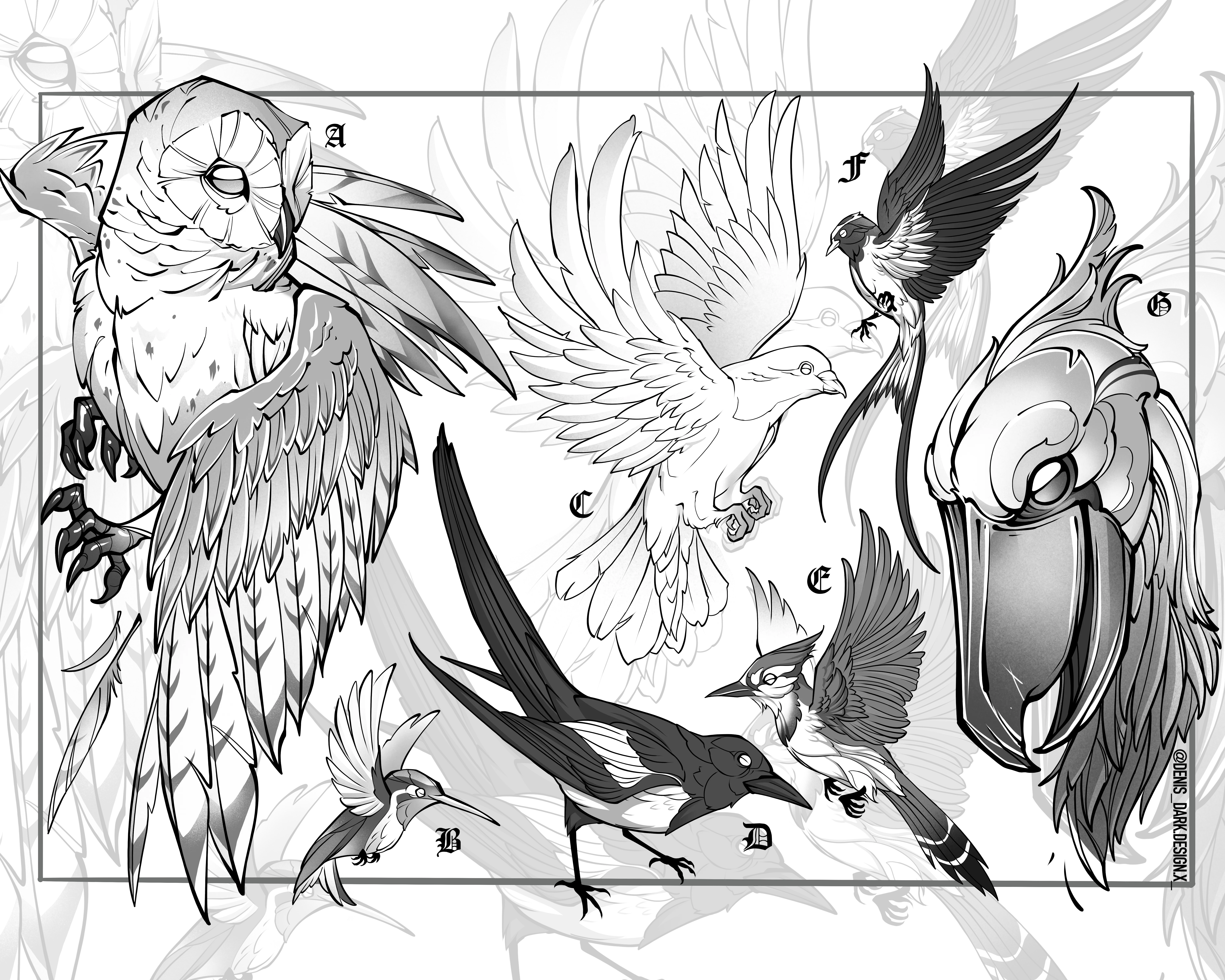 bird studies